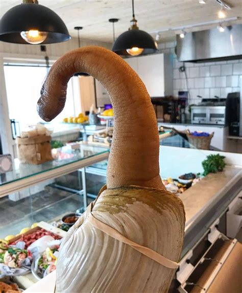 What The Swedes Can T Stop Laughing At This Phallic Clam