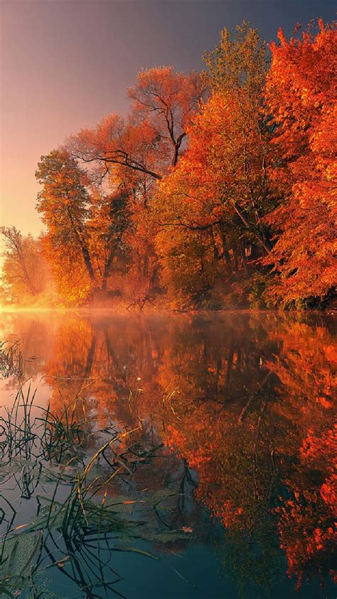 Trees Fall Reflection Autumn 4k Iphone Wallpaper Iphone Wallpapers