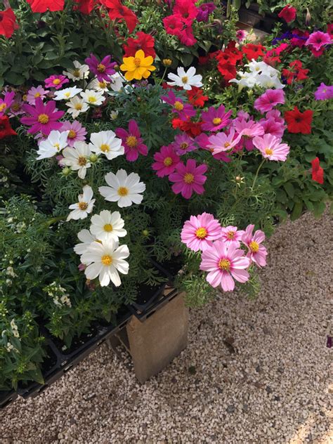Restaurants package items to maintain temperature, quality, and freshness and to ensure delivery orders hold up during trips to customers. Cosmos - King Nursery | Lubbock, TX
