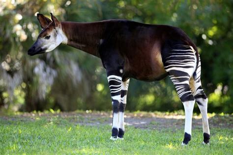 El Okapi ¡mitad Cebra Mitad Jirafa El Gancho