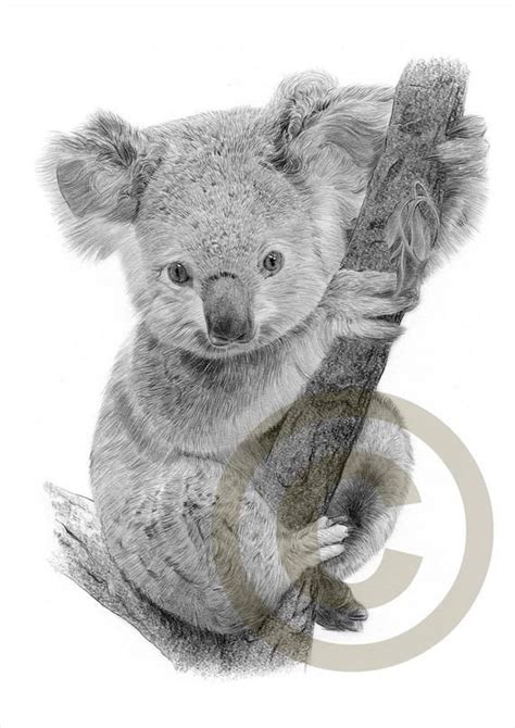 Baby Koala pencil drawing print wildlife art artwork | Etsy in 2021