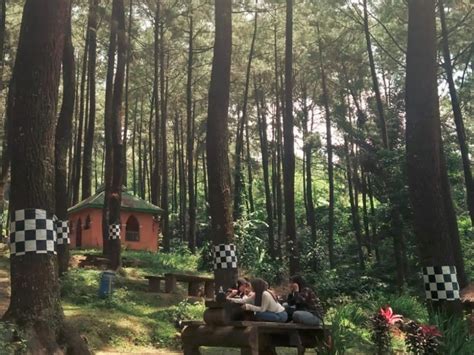 Hutan Pinus Nglimut Keelokan Alam Di Kendal Badan Otorita Borobudur