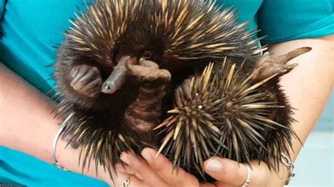 Marburg Men Face Jail After Police Raid Uncovers Female Echidna Taken