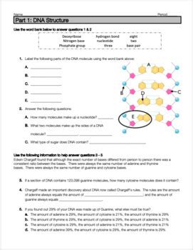 They will also tell you about the basic mechanisms of replication. DNA Structure, Function and Replication Review Worksheet | TpT
