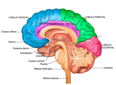 anatomía del cerebro artofit