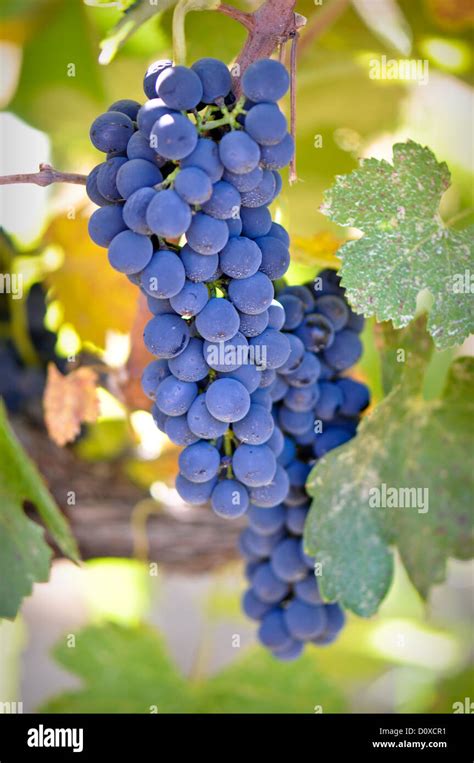 Red Grapes On The Vine Stock Photo Alamy