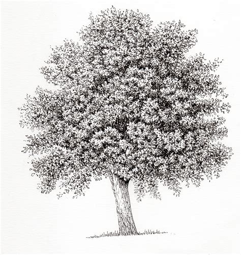 Hornbeam Carpinus Betulus Tree Botanical Illustration By Lizzie Harper