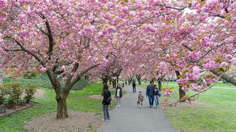 Sakura Matsuri Cherry Blossom Festival In Nyc