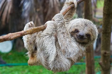 Sloths The Worlds Slowest Mammals Live Science