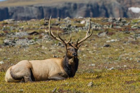 Bull Elk Flickr Photo Sharing
