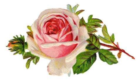 Roses Free Vintage Rose Clip Art Free Pretty Things For You Clipartix