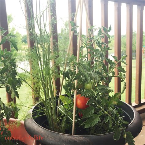 Diy Dowel Rod Tomato Cages One Delightful Life
