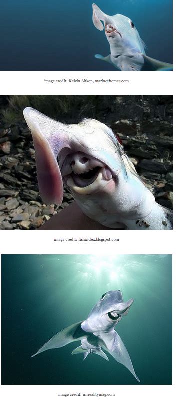And is nothing like the freshwater elephant fish. Ghost Shark. Native to the deep sea off the Southern coast ...