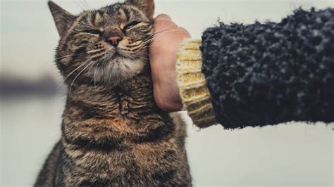 Blog | Cathy's Critter Care San Antonio