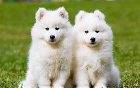Samoyeds Dogs Breed Facts And Information