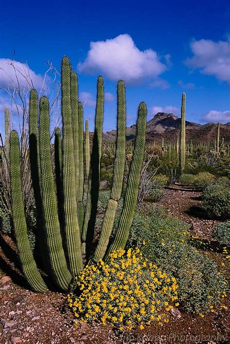 List Of Desert Landscaping Flowering Plants 2023