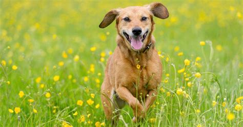 Top Tips For Feeding Your Dog The Healthiest Foods Huffpost Life
