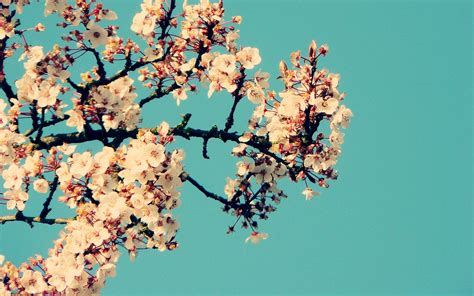 Blossoms Free Photo Download Freeimages