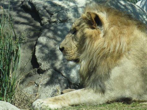 Filedallas Zoo Lion Wikimedia Commons