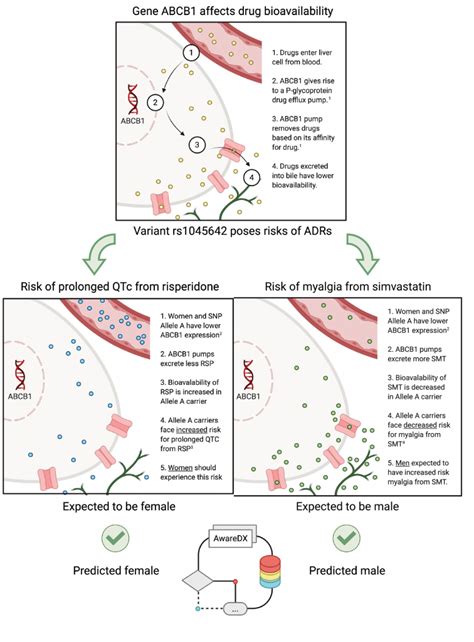 Sex Specific Adverse Drug Effects Identified Through Algorithm By Columbia Researchers