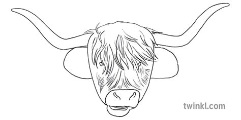 8 Step By Step Draw Of A Highlands Cow Sơ đồ Robbie Burn Mccoo Express Art