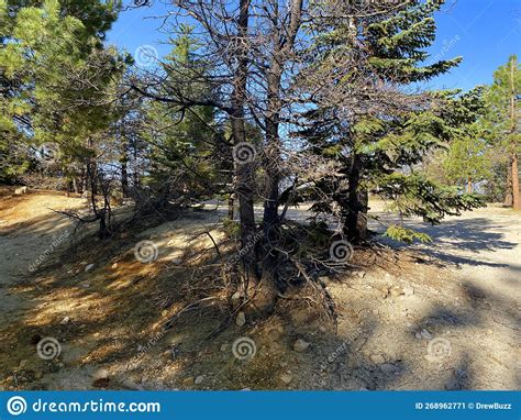 Nature Hiking Trail Mountain Clearing Walking Path Pine Trees Sunny Day