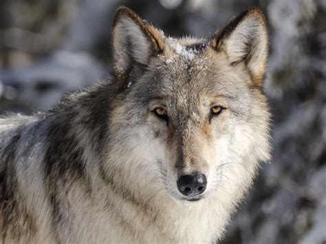Gray Wolf Protections Restored Across Much Of The Us Npr