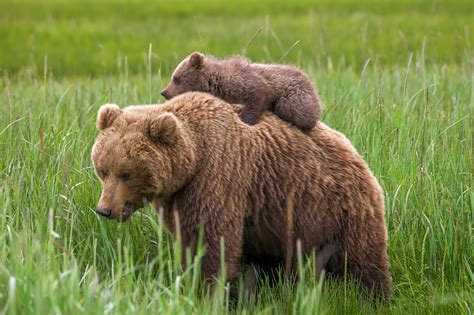 grizzly bear cub riding on mom fine art photo print photos by joseph c filer