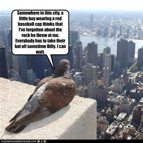 Funny Quotes About Pigeons Quotesgram