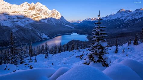 Lasy Jezioro Peyto Góry Zima Park Narodowy Banff Kanada