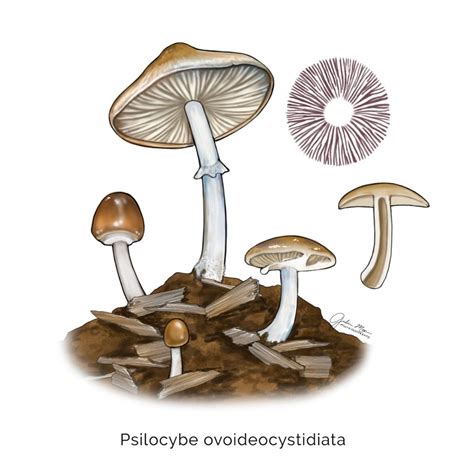 Psilocybe Ovoideocystidiata Salish Sea Mushrooms
