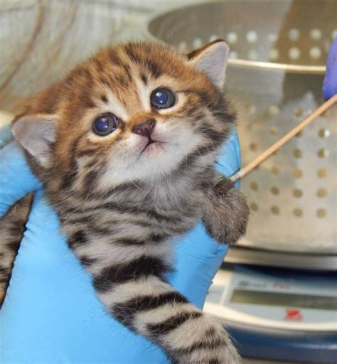 Black Footed Kittens Growing Stronger At Philly Zoo In The Us