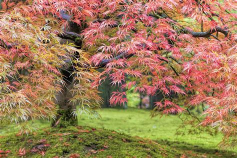 Fall Foliage Of Japanese Maple Tree Photograph By David Gn