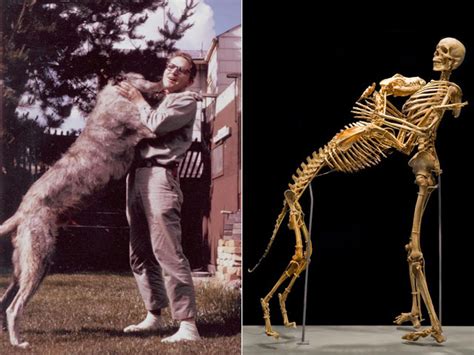 Skeletons of Grover Krantz and His Dog, Clyde, at the Smithsonian