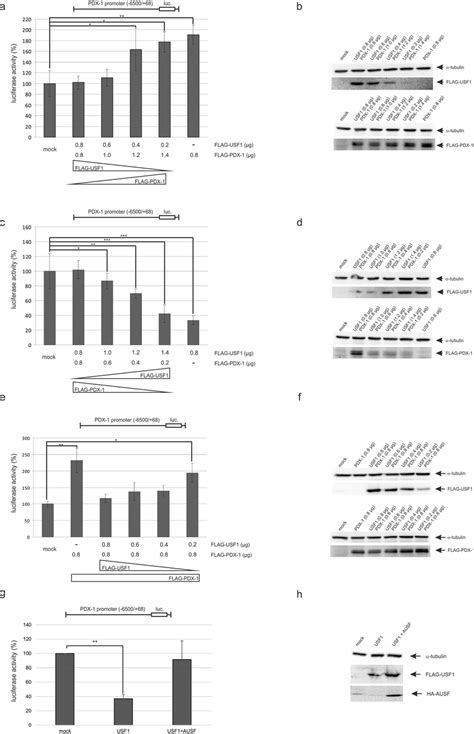 Reporter Assays After Transfection Of INS 1 Cells With USF1 And PDX 1