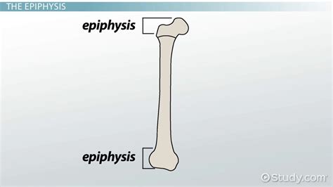 Epiphysis Of Bone Definition And Function Video And Lesson Transcript