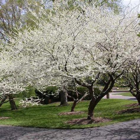 Flowering Trees Zone 6 — Plantingtree