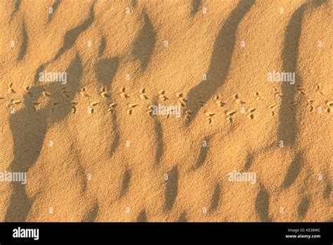 Animal Tracks On Sand Erg Chebbi Sand Dunes In Sahara Desert Near