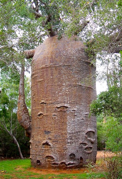 Picture Of The Day Thousand Year Old Baobab Twistedsifter