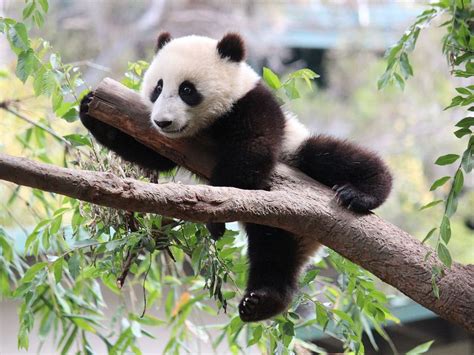 Panda Habitat Is Severely Fragmented Placing Pandas At Risk Smart