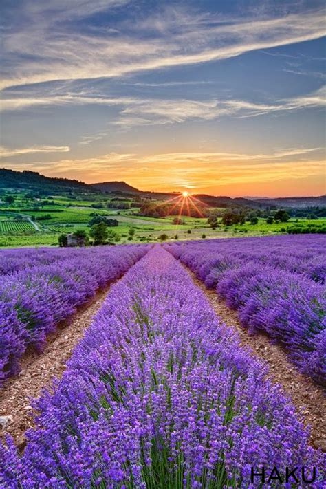 107 Cánh đồng Hoa Oải Hương Lavender ở Pháp đẹp Mộng Mơ Mới Nhất 2023