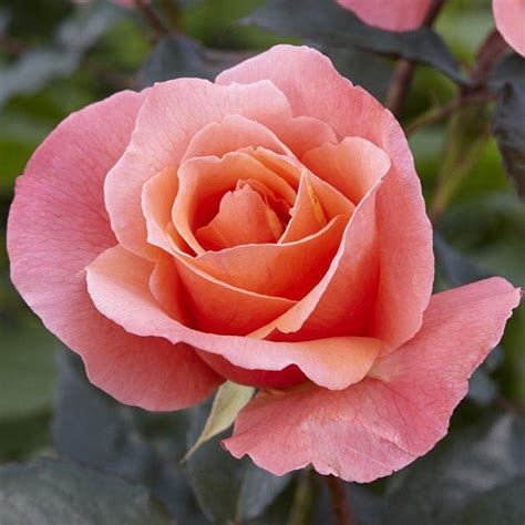 Rose Fragrant Delight Floribunda Bush Rose Bush And Shrub Roses