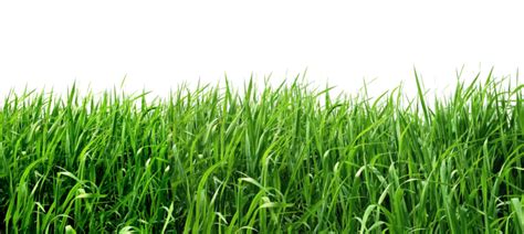 Grass Transparent Background Png Image Png 2976 Free Png Images
