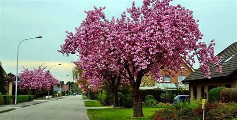 Tra gli alberi dai fiori colorati non possiamo dimenticare la mimosa, le cui infiorescenze offrono alla le piante da interno arredano e vivacizzano gli ambienti; Alberi ornamentali da giardino e sempreverdi