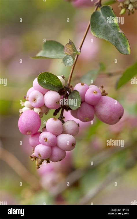 Pink Snowberry Symphoricarpos X Doorenbosii Mother Of Pearl Stock