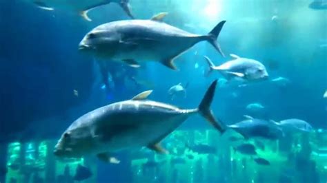 Amazing Underwater Marine Life And Scariest Deep Sea Creatures Youtube