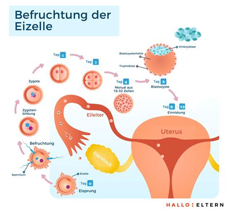 Sie sind am fruchtbarsten in der mitte des durchschnittlichen zyklus. 3. SSW (3. Schwangerschaftswoche): Die Befruchtung der ...