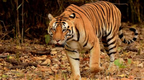 Tigers In Kanha In 2020 Tiger Safari In Kanha