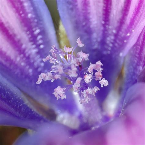 Flower Stamens Violet
