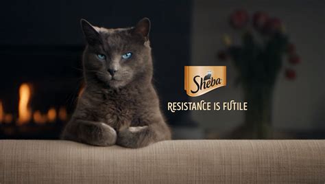 Delight your feline friend's taste buds! Sheba Advert Songs - TV Advert Songs